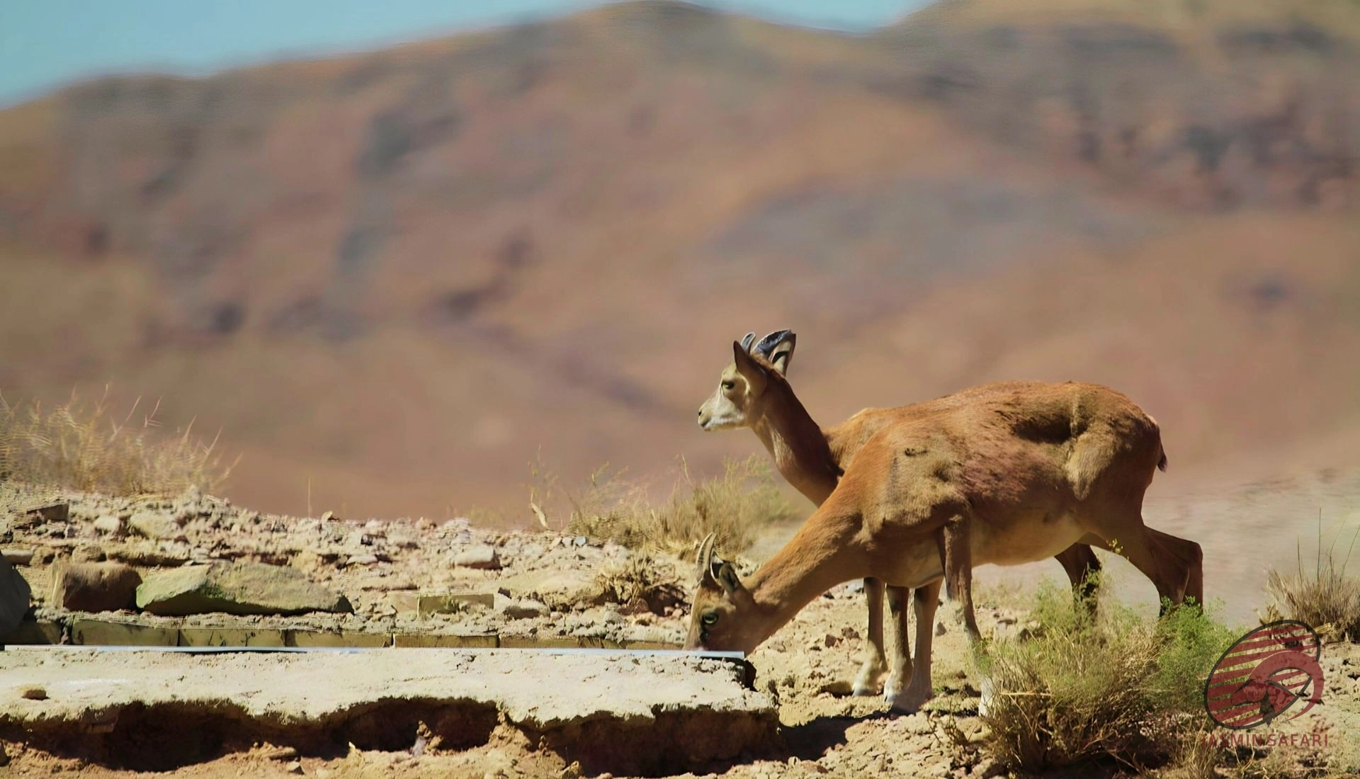 Two ibex (Capra aegagrus) at a desert waterhole in Iran with arid mountains in the background – hunt in Iran