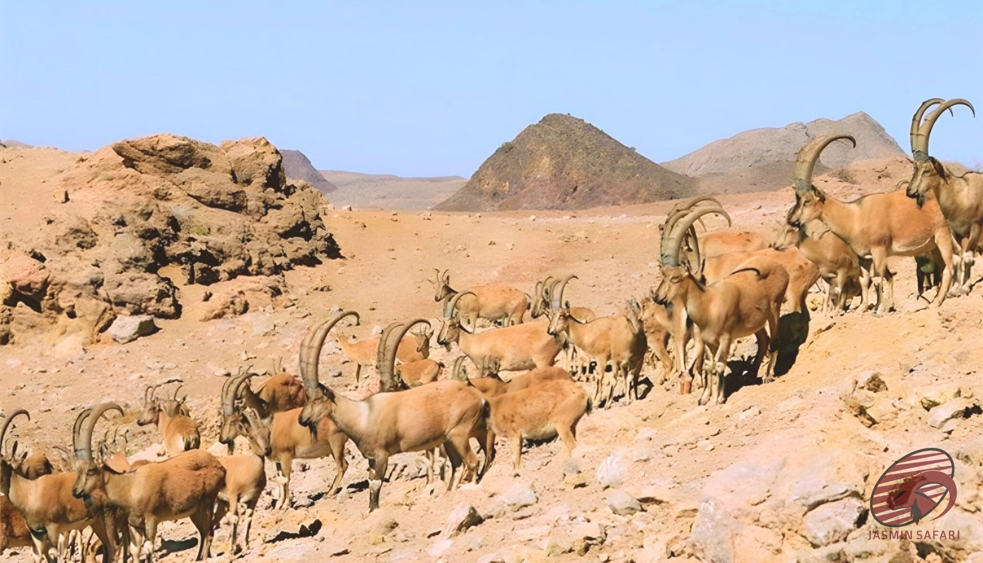 Herd of ibex (Capra aegagrus) in Iran’s mountain desert with long curved horns and rocky terrain – hunt in Iran