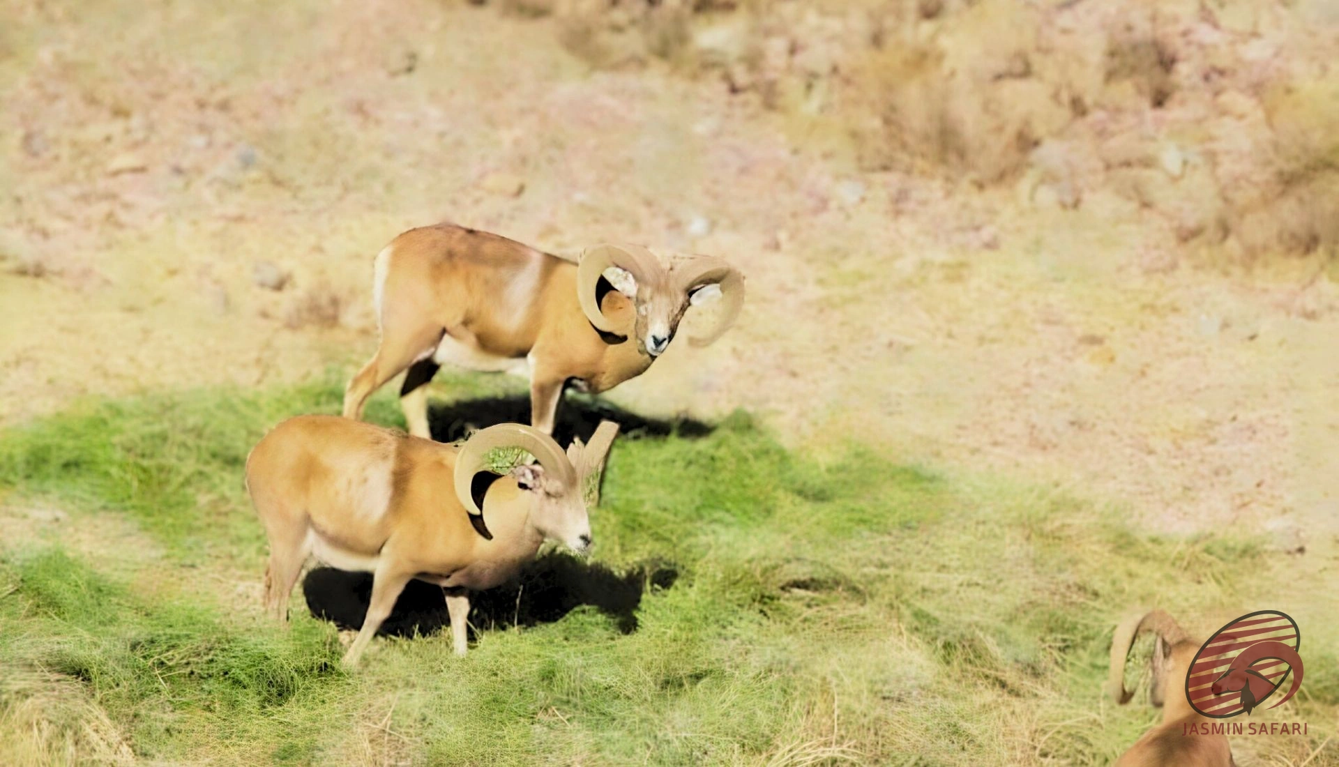 Ibex rams (Capra aegagrus) on a green oasis in Iran’s arid mountains — long curved horns and sandy terrain – hunt in Iran
