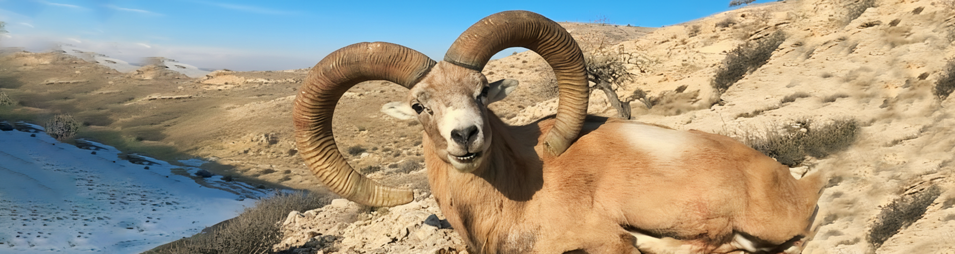 Armenian Sheep