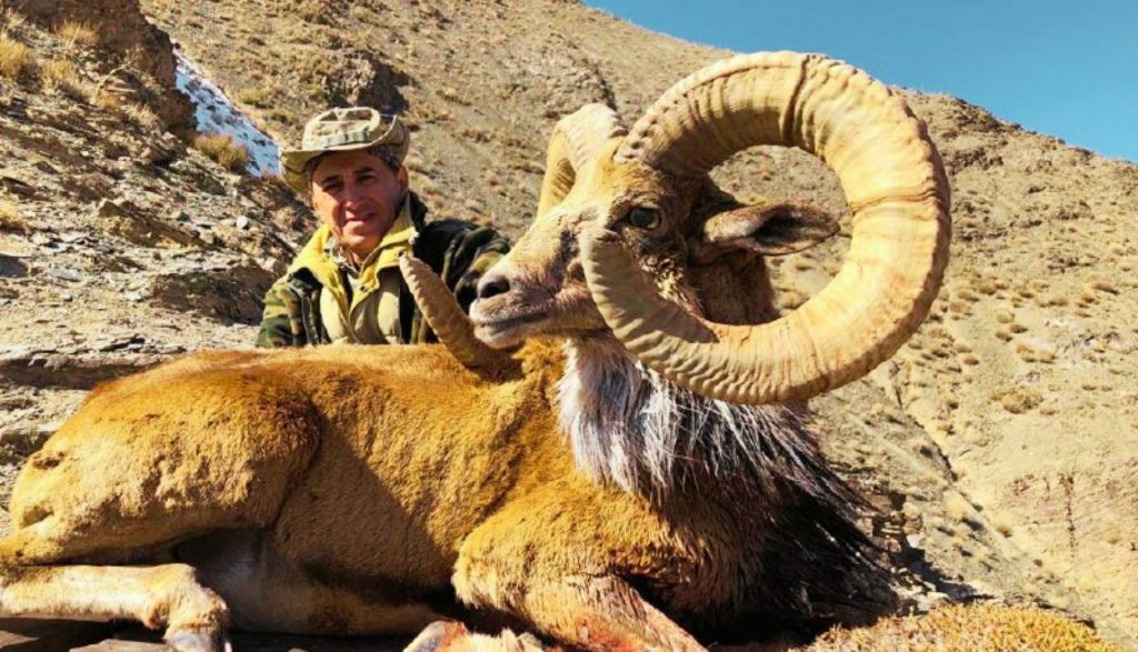Afghan Urial 1 Urial Afghan3
