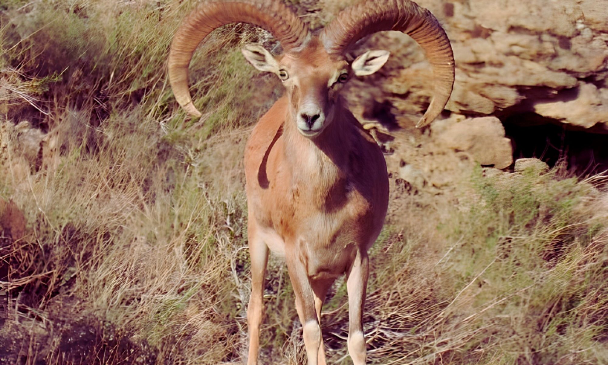 Laristan Sheep 1 laristan