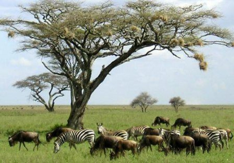 Tanzania-1
