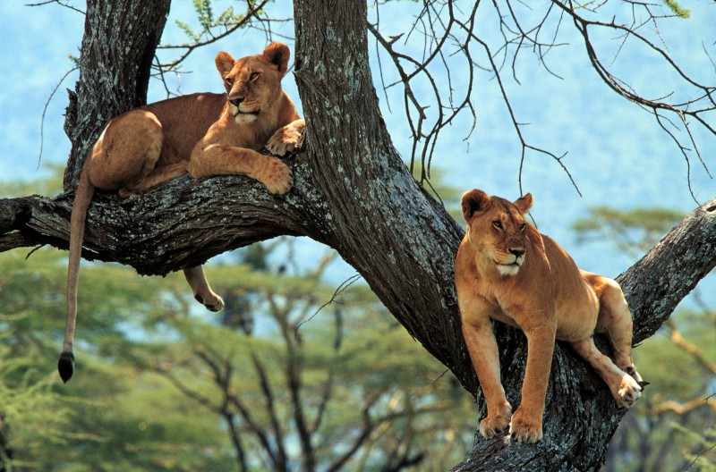Tanzania12