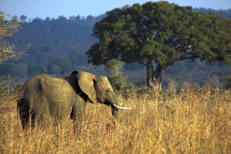Tanzania3