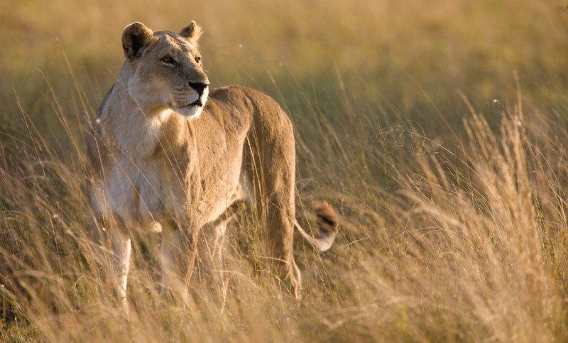 Tanzania4
