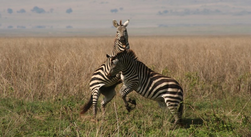 Tanzania5