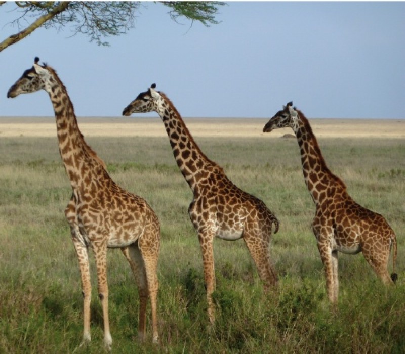 Tanzania6