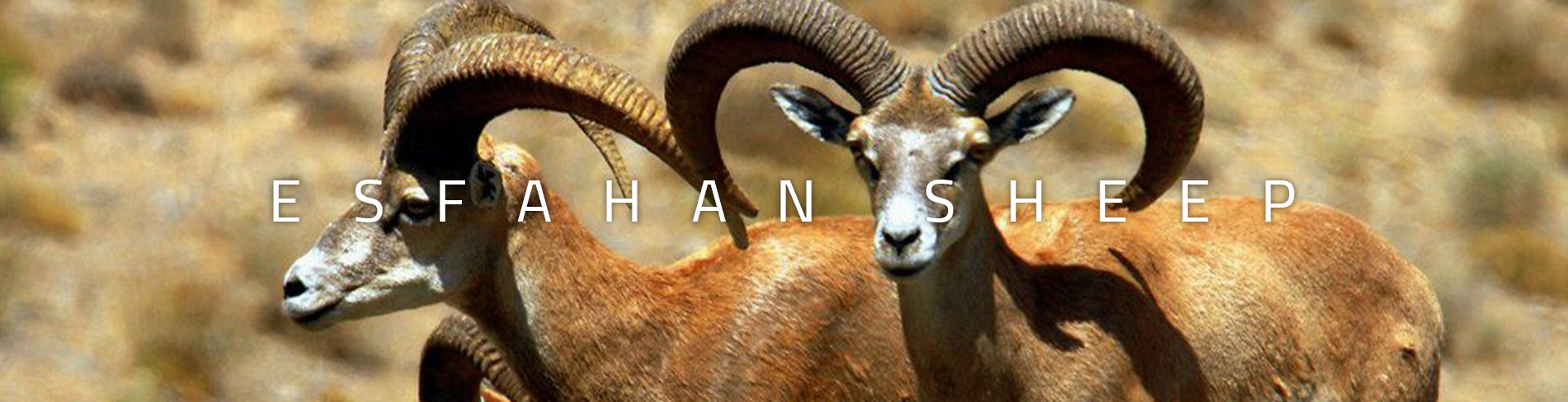 Esfahan sheep