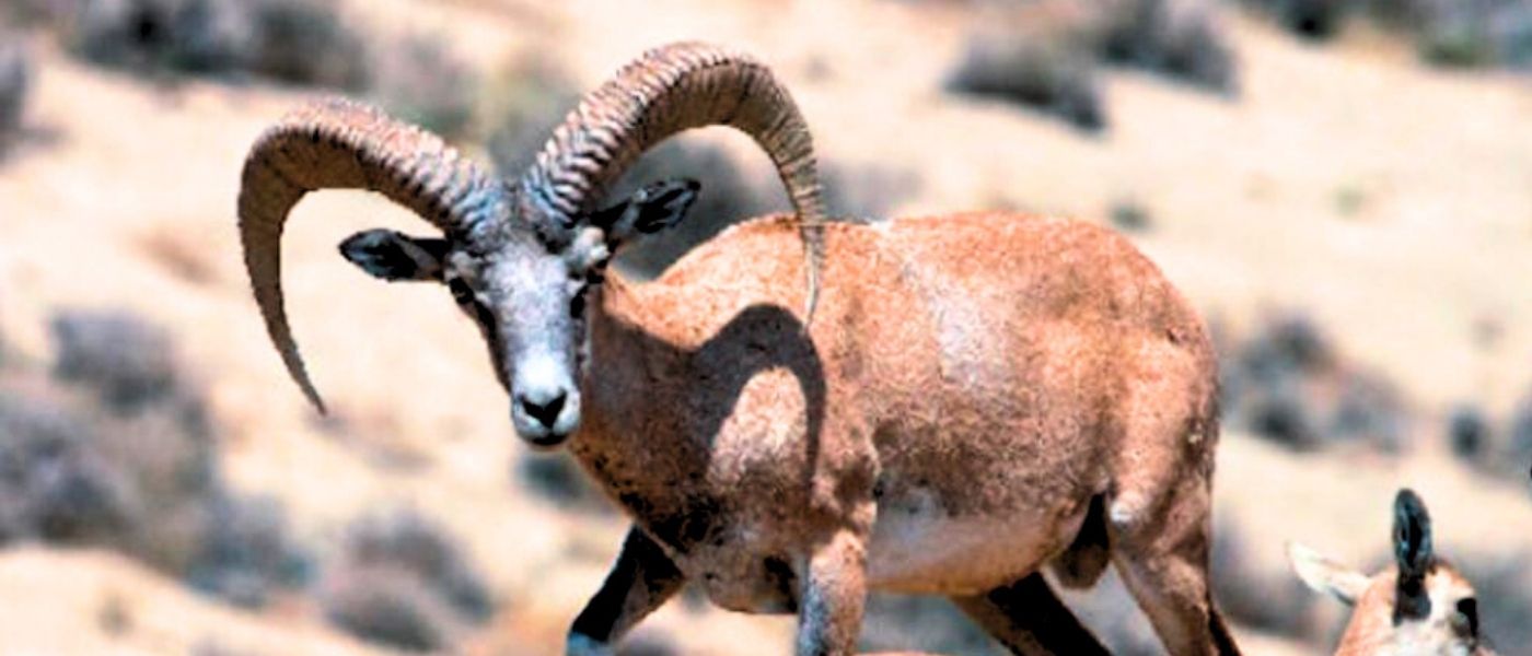 Shiraz Sheep