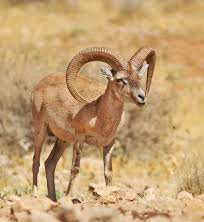 Shiraz Sheep 1 شیراز
