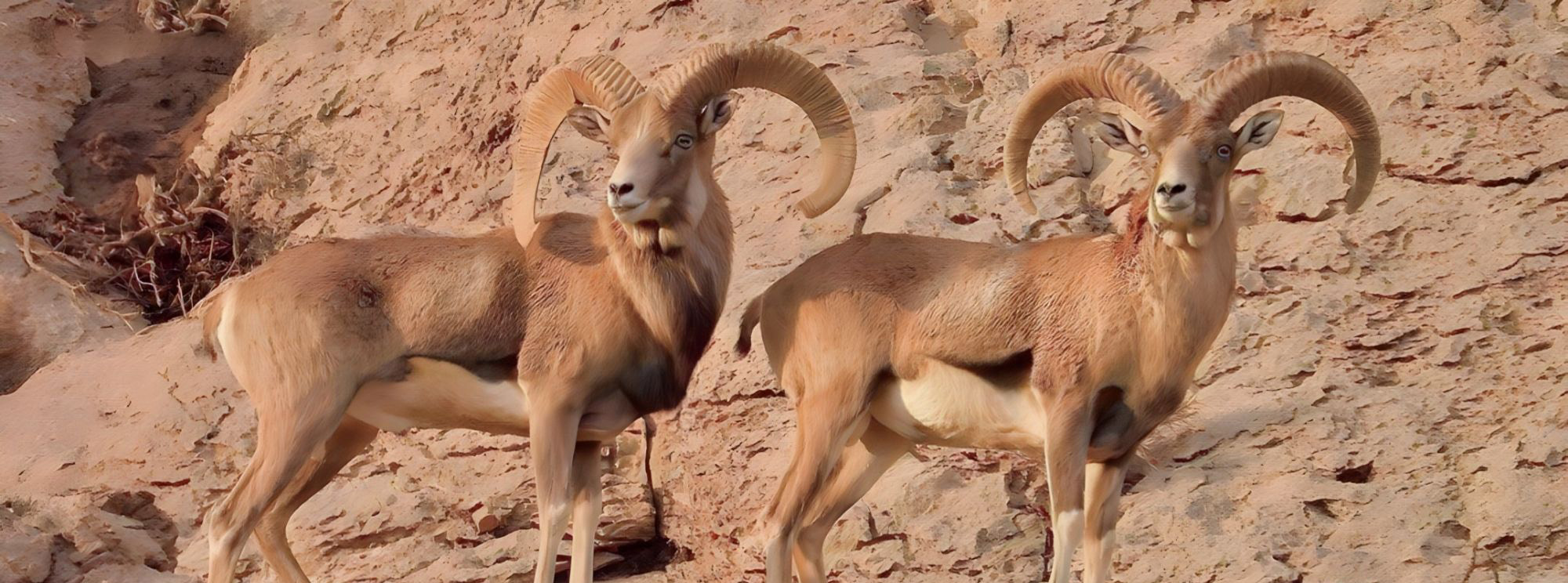 Kerman Sheep