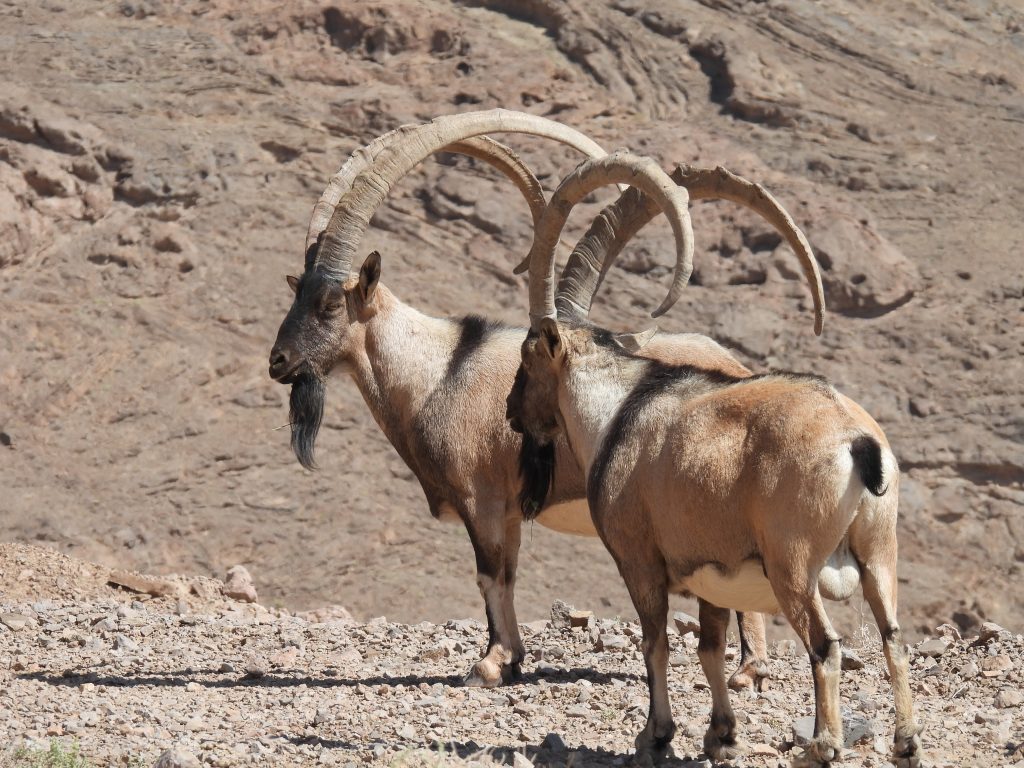 Persian Desert Ibex 1 DSCN0507