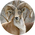 urial