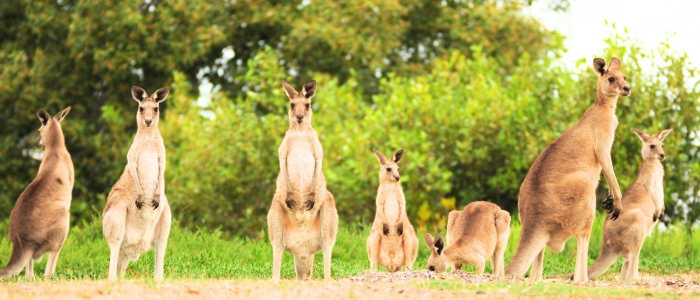 Oceania 19 Banner 2