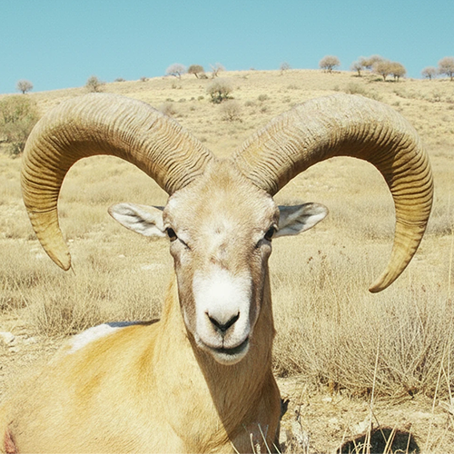 500 500 armanian sheep