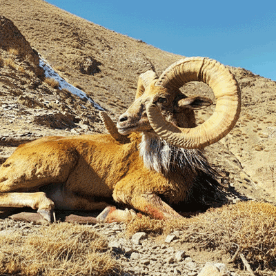 Male Afghan Urial (Ovis vignei cycloceros) with heavy spiral horns in the snow-dusted mountains of eastern Iran