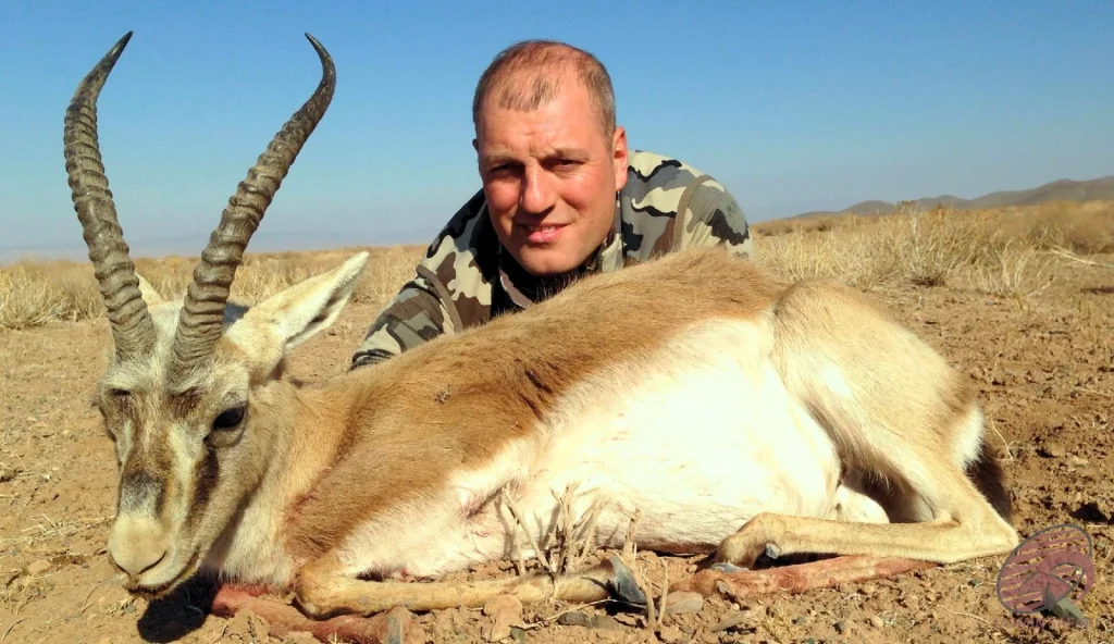 Goitered gazelle (Gazella subgutturosa) desert hunting in Iran – hunter with a trophy gazelle on sandy steppe, hunt in Iran expedition.