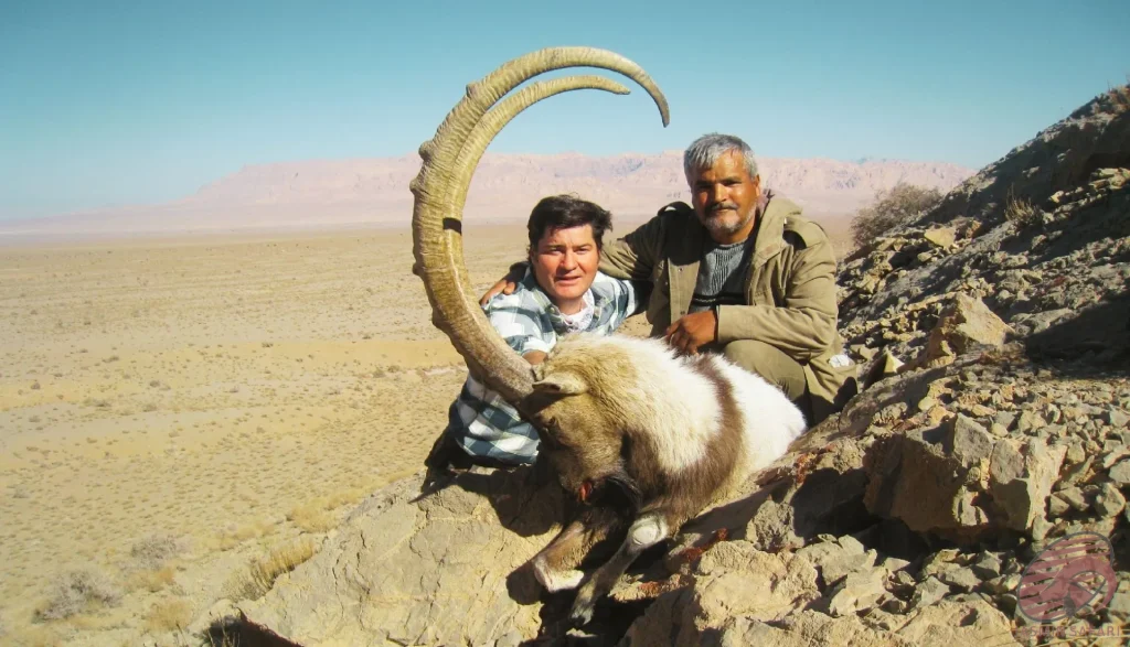 Two hunters posing with a massive ibex (Capra aegagrus) on a desert cliff in Iran, highlighting the adventure and challenge of hunt in Iran.