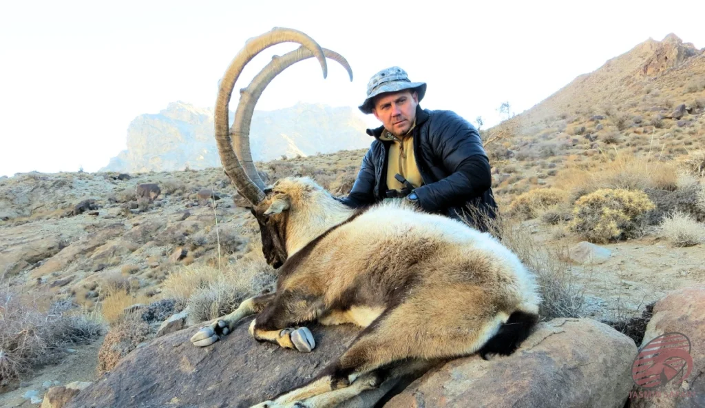 Persian ibex (Capra aegagrus aegagrus) boulder-slope mountain hunting in Iran – hunter with a trophy ibex on arid rocky terrain, hunt in iran expedition.