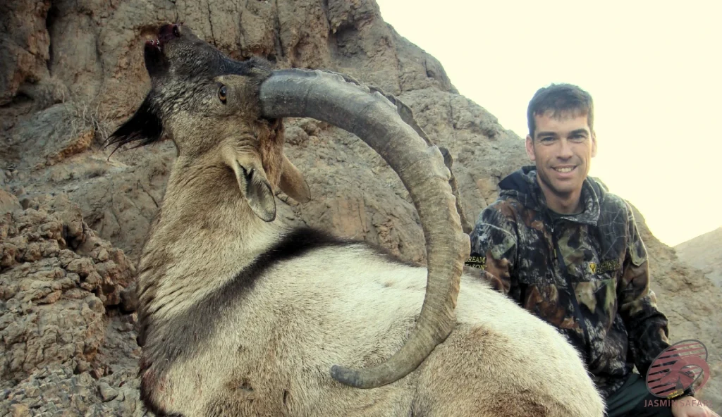 Persian ibex (Capra aegagrus aegagrus) cliff-side hunting in Iran – hunter with a trophy ibex showing sweeping curved horns and black throat tuft, hunt in iran experience.