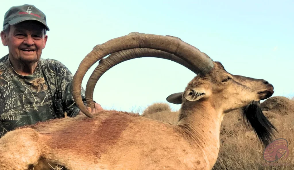Persian ibex (Capra aegagrus aegagrus) close-up hunting in Iran – hunter with a trophy ibex showing long curved horns and black throat tuft, hunt in iran expedition.