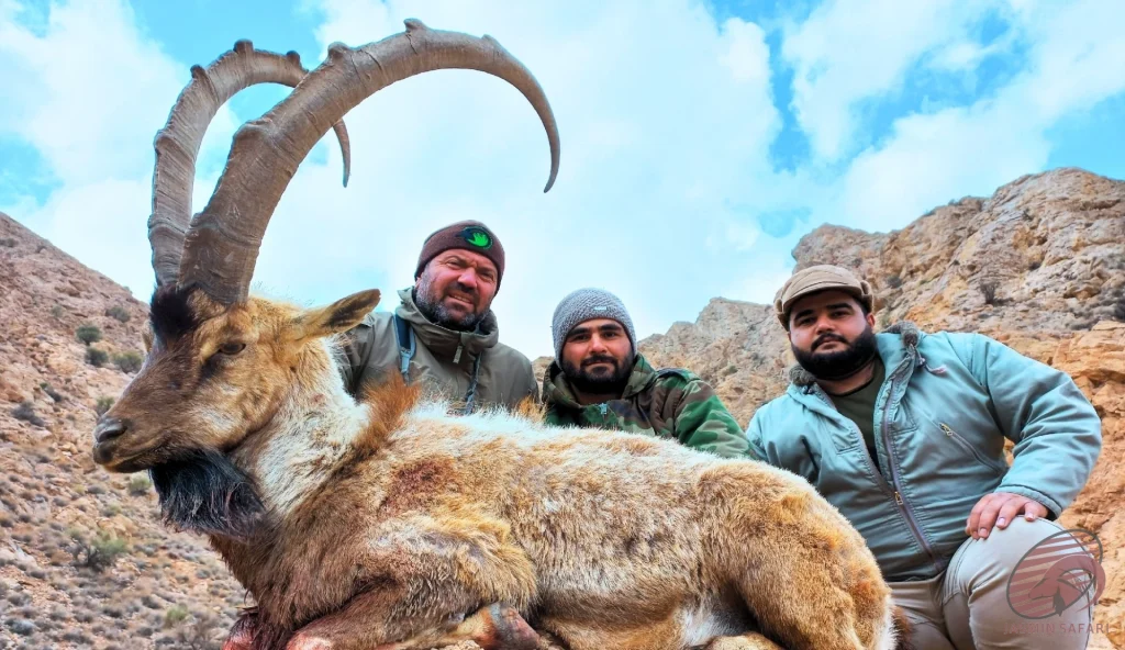 Persian ibex (Capra aegagrus aegagrus) group mountain hunting in Iran – team of hunters with a trophy ibex, hunt in iran adventure.