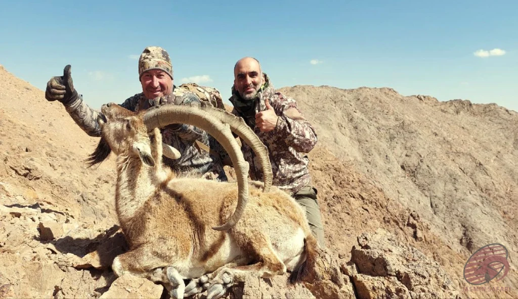 Persian ibex (Capra aegagrus aegagrus) high-ridge mountain hunting in Iran – two hunters giving thumbs up with a trophy ibex on rocky cliffs, hunt in iran adventure.