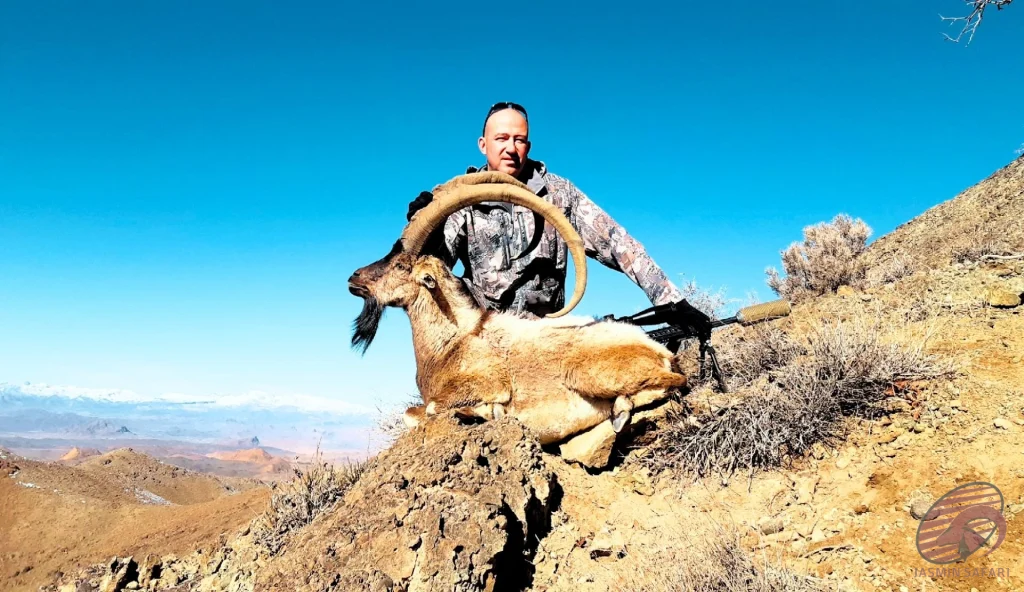 Persian ibex (Capra aegagrus aegagrus) highland hunting in Iran – hunter with trophy ibex on arid mountain slopes, hunt in iran adventure.