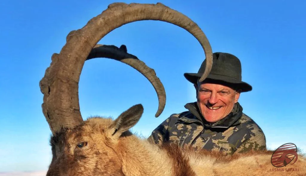 Persian ibex (Capra aegagrus) trophy on a mountain slope in Iran – hunt in Iran