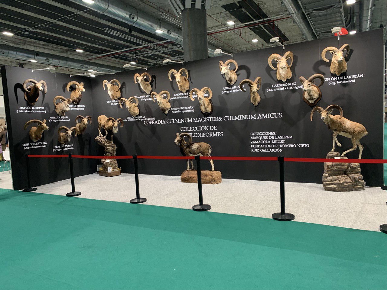 A fabulous display of trophies at the hunting show in Spain, Cinegetucs 2025.