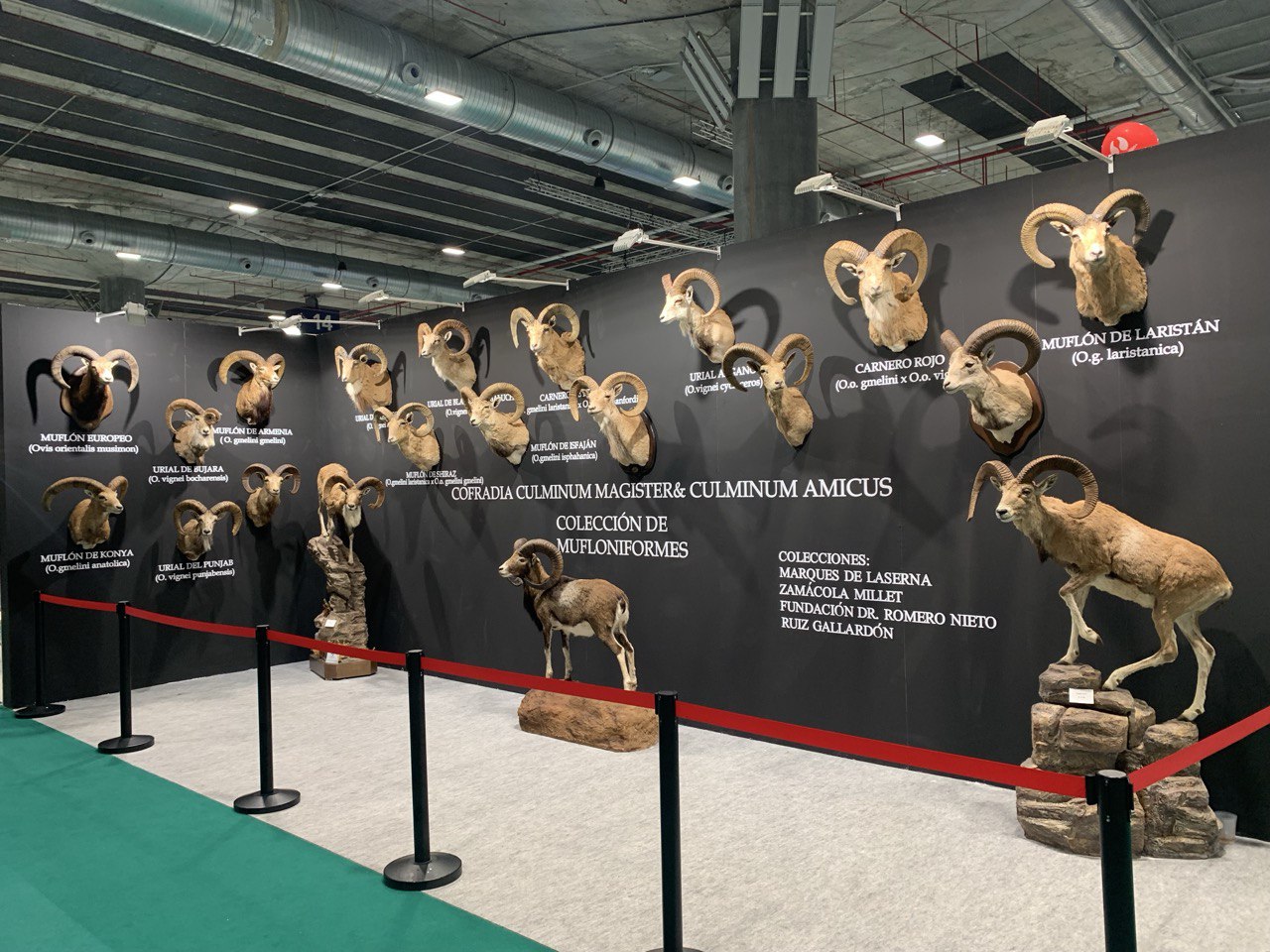 A notable display of Wild Sheep Species (Muflons,Urial,Ovis and Capra) at the Hunting show in Spain, Cinegetica 2025.