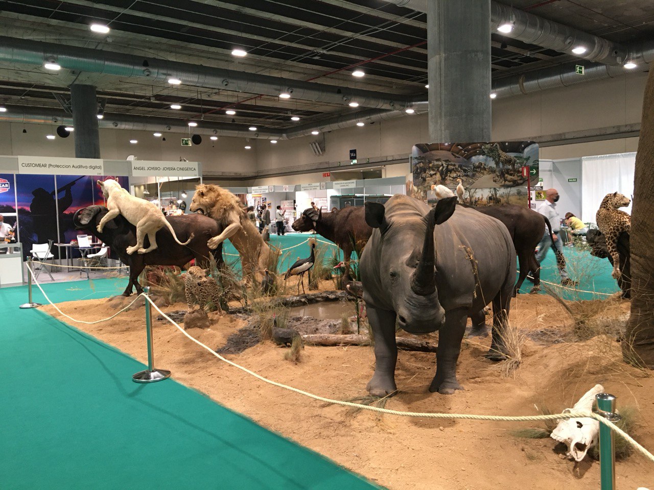 An impressive African wildlife diorama on display, featuring a Rhinoceros, Cape Buffalo, lions and a Leopard at the hunting show in Spain, Cinegetica 2025.