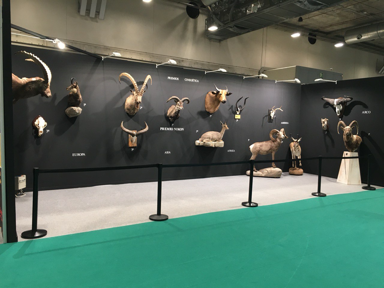Exploring the impressive diversity of trophies (Wild Sheep and Goat) at the hunting exhibition in Spain, Cinegetica 2025.