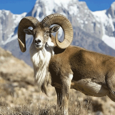 Male Transcaspian Urial (Ovis vignei) with massive spiral horns standing in its natural mountain habitat in Iran