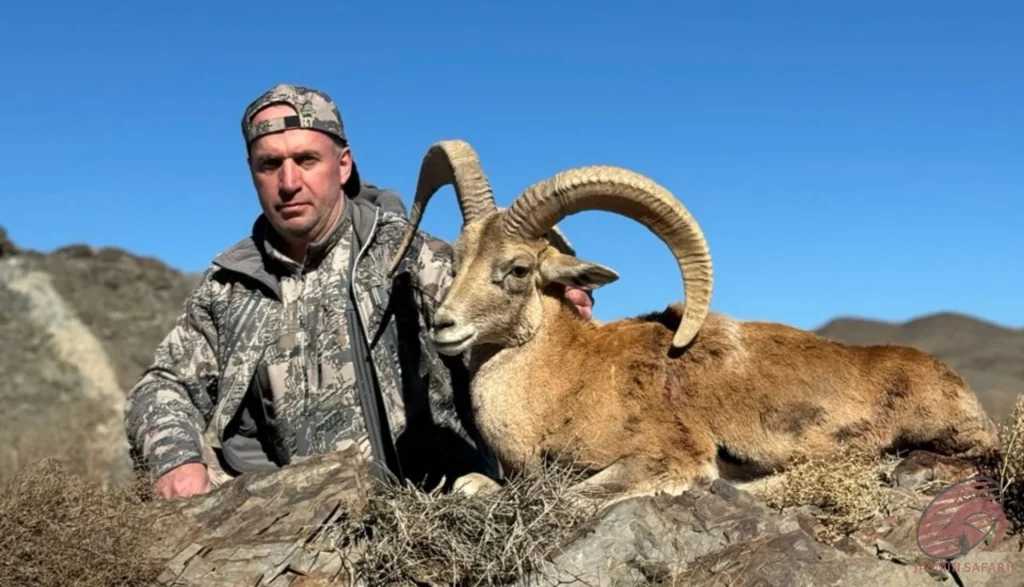 Trophy ram hunting in the mountains of Iran with hunter and wildlife – hunt in Iran experience and expedition.
