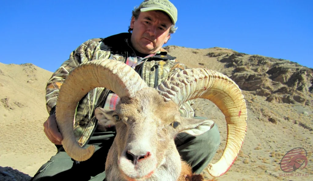 Urial wild sheep (Ovis vignei) close-up mountain hunting in Iran – hunter with a trophy urial showing heavy ringed horns, hunt in iran adventure.