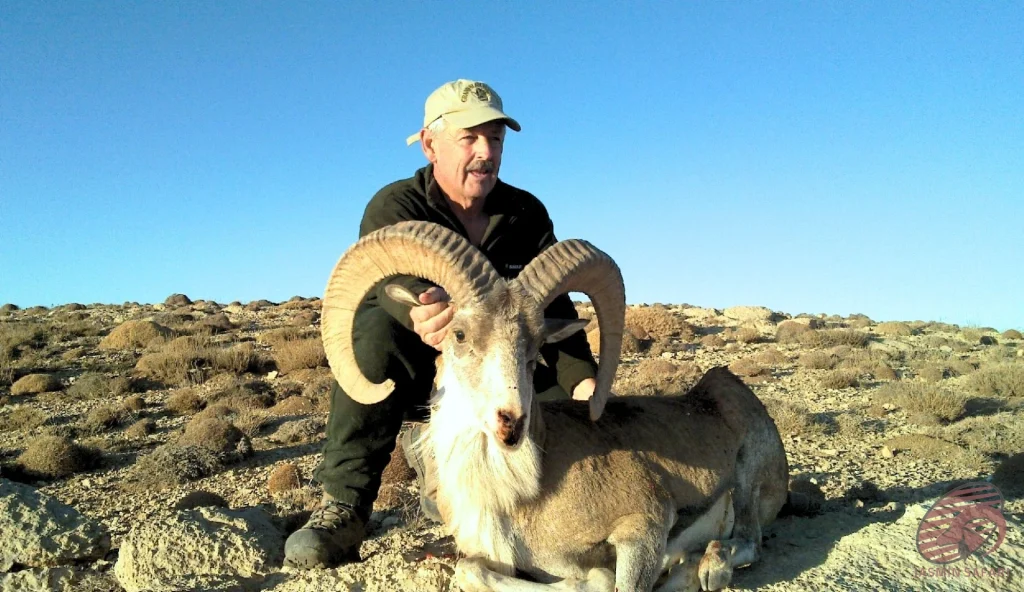 Urial wild sheep (Ovis vignei) desert-plateau mountain hunting in Iran – hunter with a trophy urial, hunt in iran adventure.
