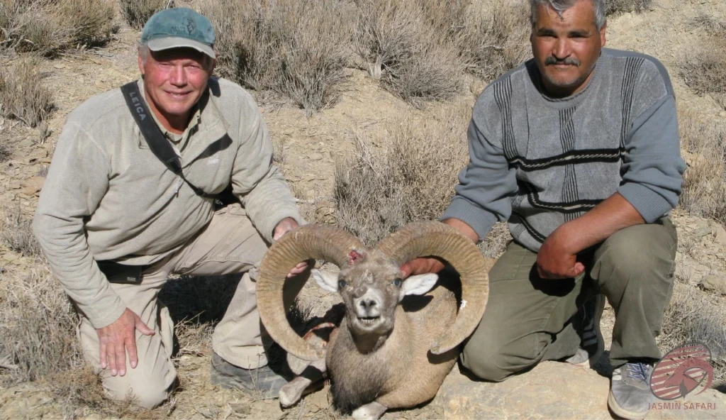Urial wild sheep (Ovis vignei) dry-steppe hunting in Iran – two hunters with a trophy urial in arid highlands, hunt in iran adventure.