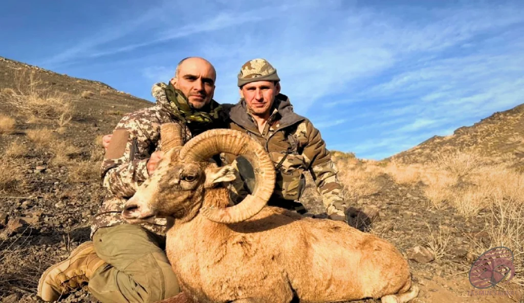Urial wild sheep (Ovis vignei) golden-hour mountain hunting in Iran – two hunters with a trophy urial on rocky slopes, hunt in Iran expedition.