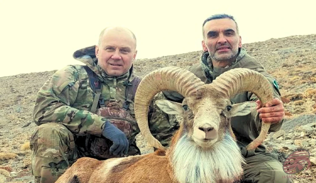Urial wild sheep (Ovis vignei) high-mountain hunting in Iran – two hunters with a trophy urial, hunt in iran expedition.