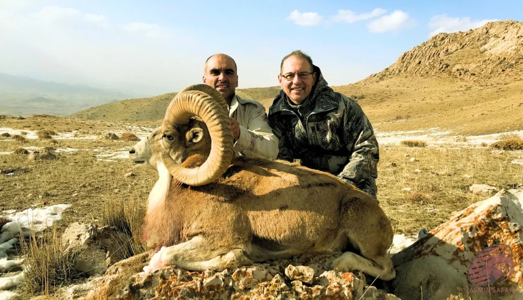 Urial wild sheep (Ovis vignei) mountain hunting in Iran – two hunters with a trophy urial, hunt in Iran expedition.