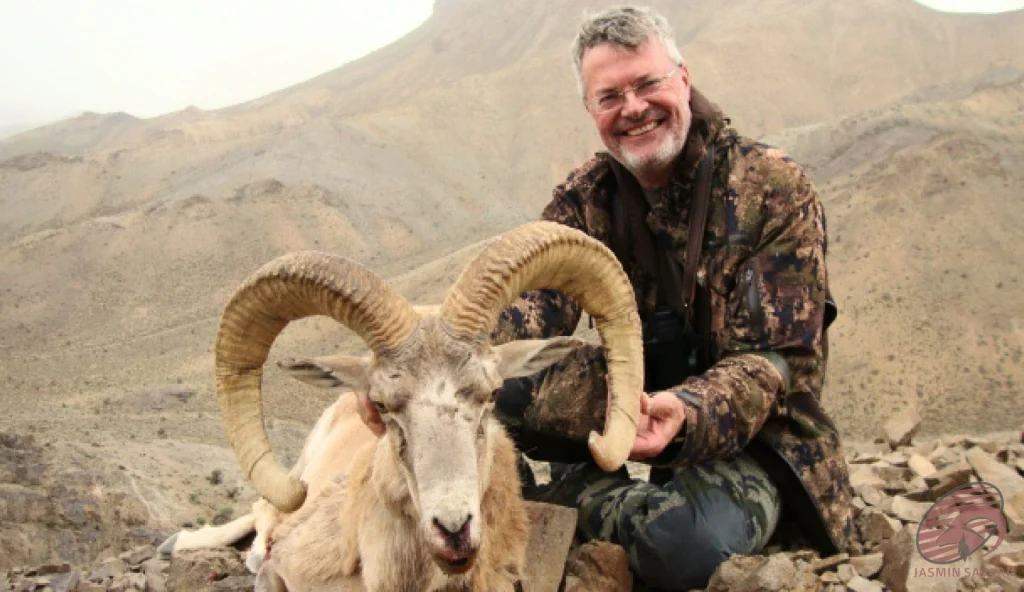 Urial wild sheep (Ovis vignei) mountain hunt in Iran – hunter posing with a mature urial showing heavy ringed horns on rocky hills, hunt in iran photo.