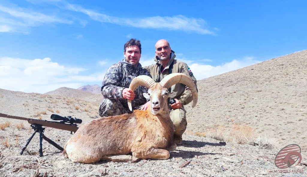 Urial wild sheep (Ovis vignei) open-plain hunting in Iran – two hunters with a trophy urial showing thick ringed horns beside a rifle and bipod, hunt in iran safari.