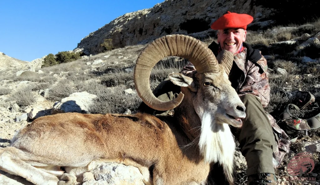 Urial wild sheep (Ovis vignei) rocky-slope hunting in Iran – hunter in red beret with a trophy urial showing massive ringed horns, hunt in iran trip.