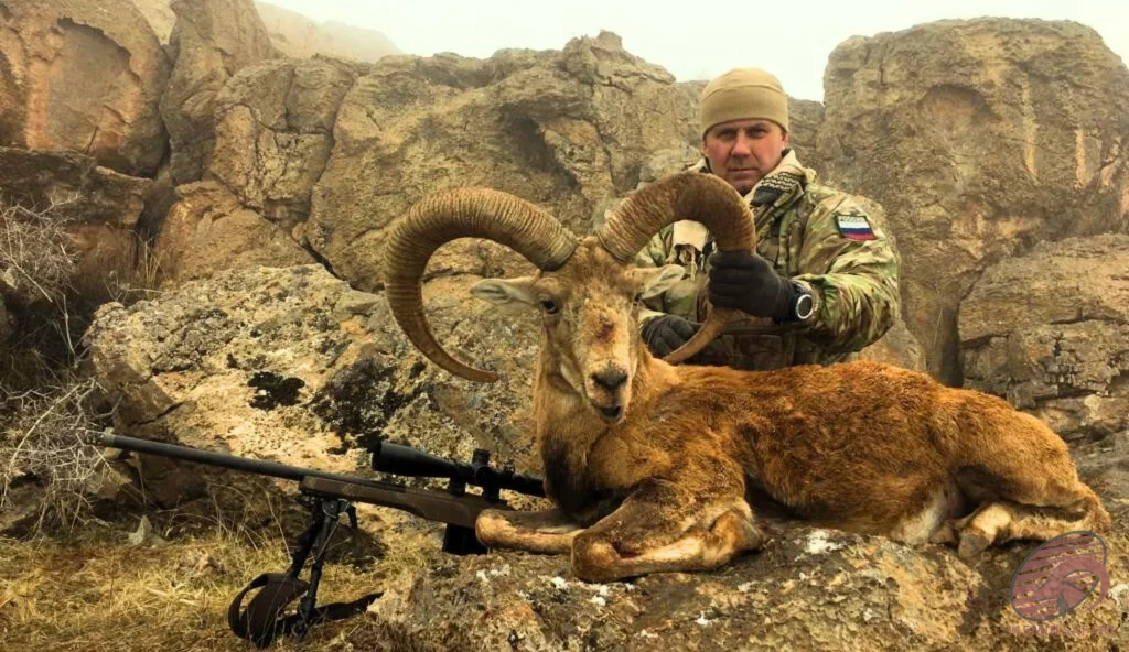 Urial wild sheep (Ovis vignei) rocky mountain hunting in Iran – hunter with trophy urial, hunt in iran expedition.