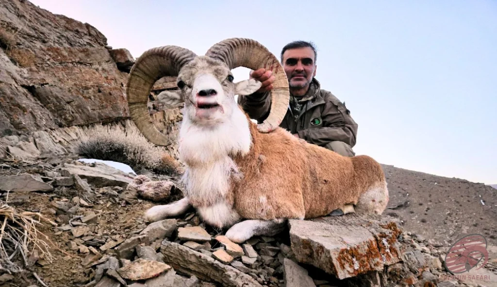 Urial wild sheep (Ovis vignei) rocky-slope mountain hunting in Iran – hunter with a trophy urial, hunt in Iran expedition.