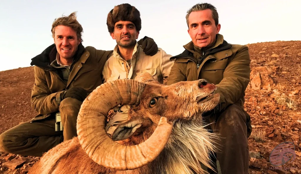 Urial wild sheep (Ovis vignei) sunset group hunting in Iran – three hunters with a trophy urial on rocky hills, hunt in iran adventure.
