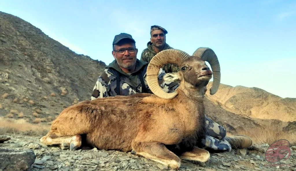 Urial wild sheep (Ovis vignei) valley mountain hunting in Iran – two hunters with a trophy urial on rocky highlands, hunt in iran expedition.