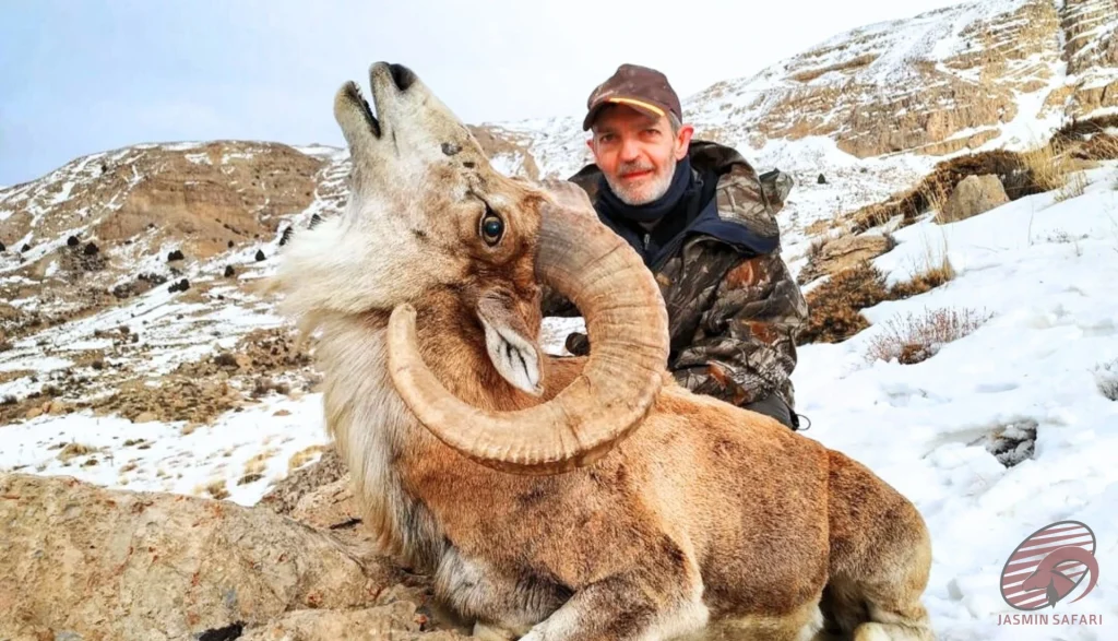 Urial wild sheep (Ovis vignei) winter mountain hunting in Iran – hunter with a trophy urial, hunt in iran adventure.
